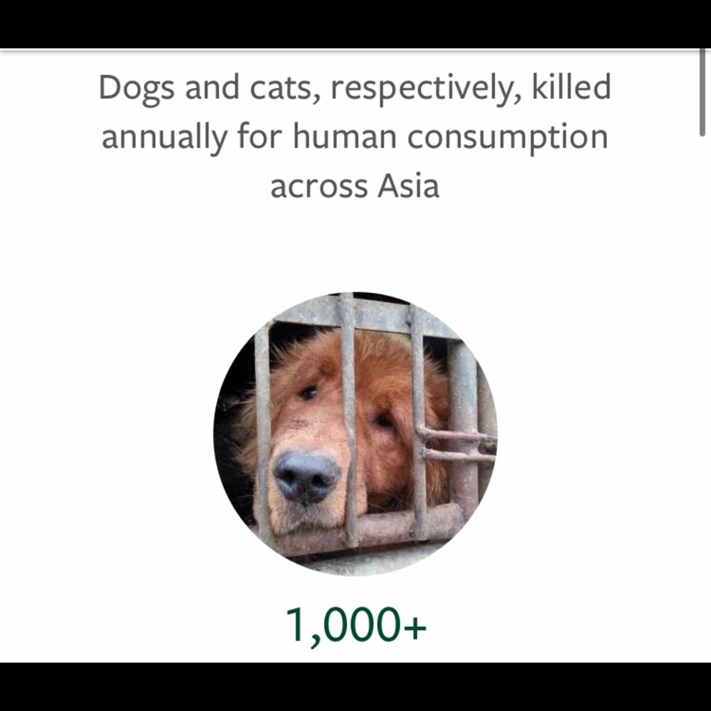 🤬STOP YULIN🤬 - Picture 3 of 8